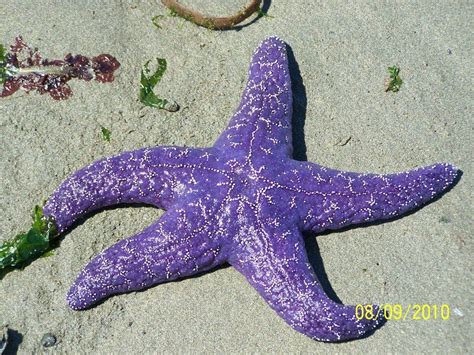 Starfish Purple Starfish At Low Tide By ~rubies52 On Deviantart