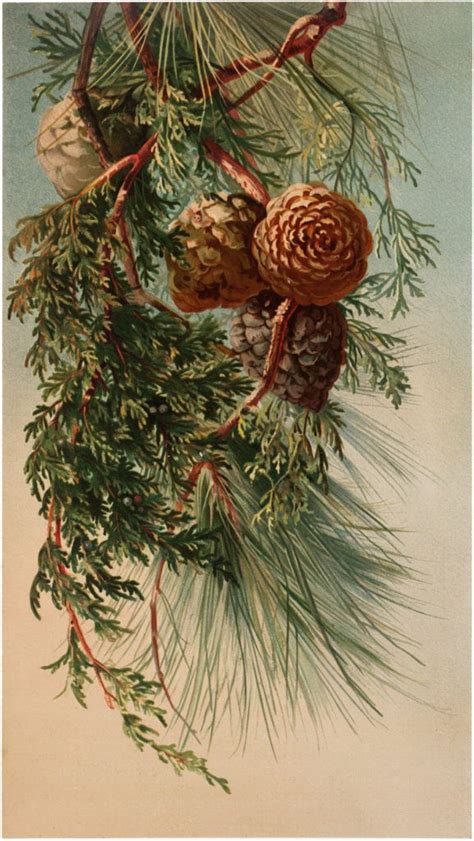 11 Pine Cone Images And Pine Branches Botanical Prints Pine Cones