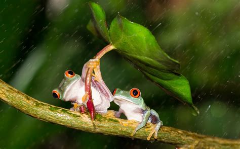Cute Frog Rain Live Wallpaper Hd