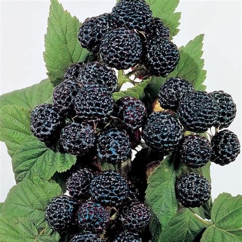 Download 7,081 raspberry plant stock illustrations, vectors & clipart for free or amazingly low rates! Munger Black Raspberry - Raspberry Plants - Stark Bro's