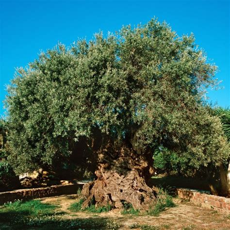World Of History On Twitter The Ancient Olive Tree Of Vouves In