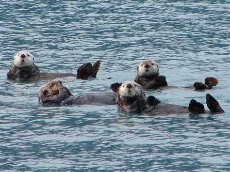 Found On Bing From Sea Otter Otters Animals