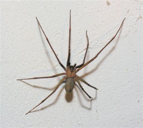 Brown Recluse Spider Central Exterminating Co