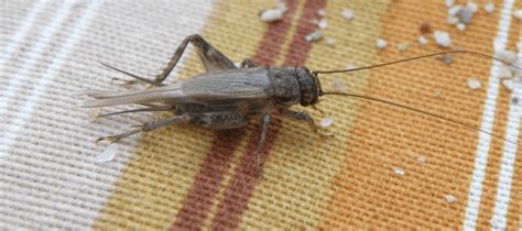 Do Crickets Bite Keeping These Insects Out Of Your Home Abc Blog