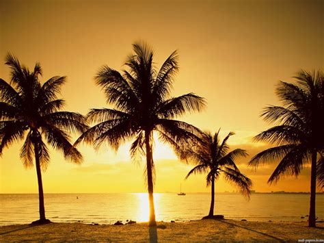 Palm Trees On The Beach In Miami Wallpapers And Images Wallpapers Pictures Photos