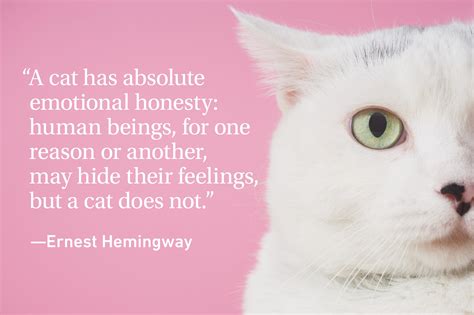 'a caterpillar is a butterfly inside out.' and matshona dhliwayo: Cat Quotes Every Cat Owner Can Appreciate | Reader's Digest Canada