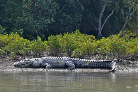 Saltwater Crocodile In Sundarbans A Big Male Saltwater Cro Flickr