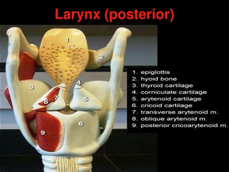 Ppt Anatomy And Physiology Of Larynx Powerpoint Presentation Free