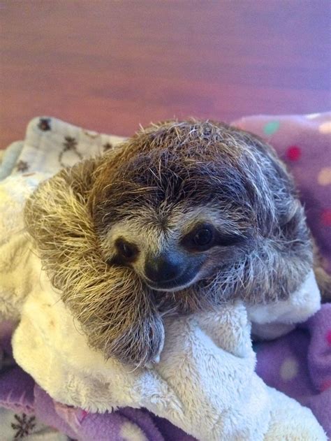 Lunita Is An Orphaned Baby Sloth Who Lives At Costa Ricas Sloth