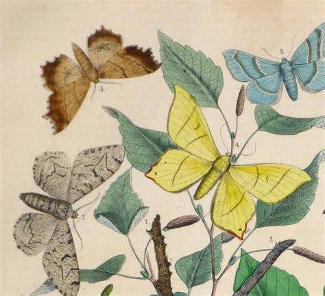 Butterflies And Botanical Print 1853