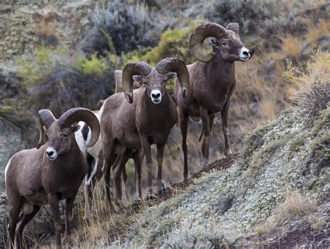 9 Unbelievable Photos Of Wildlife In South Dakota