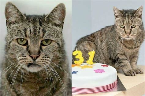 31 Years Old The Oldest Cat In Te Entire World It Completely Insane Raww