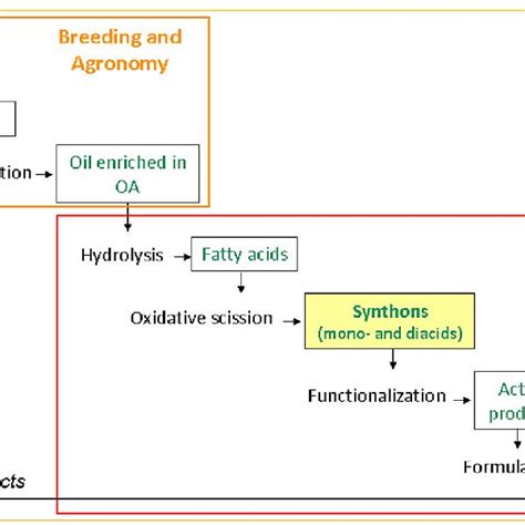 Oxidative Cleavage Of Oleic Acid Download Scientific Diagram