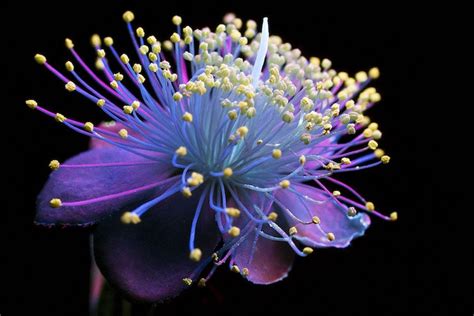 Fluorescent Flowers Captured Using Uv Light By Craig Burrows