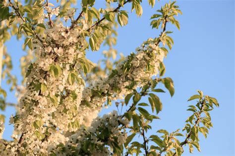 Fruit Trees In Bloom In The Spring Against The Sky Stock Image Image