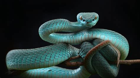 Reptile Gray Snake With Black Background 4k Hd Animals Wallpapers Hd