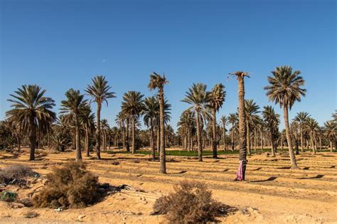 Palm Trees In Douz Kebili Tunisia Stock Image Image Of Protection