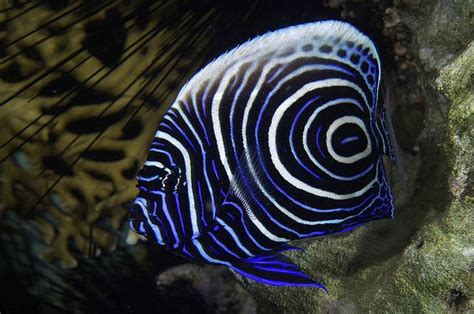 15 Of The Worlds Most Colorful And Beautiful Fish