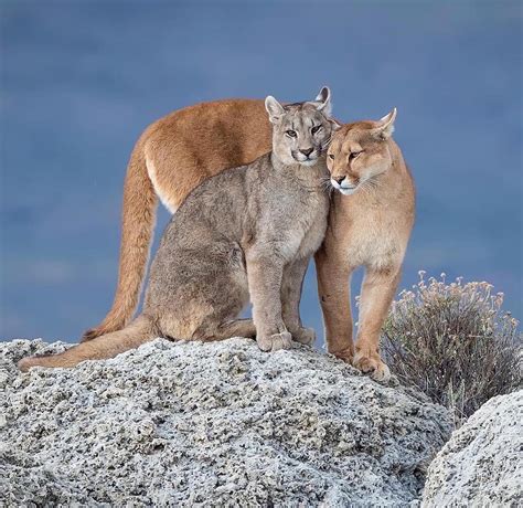 Cougar Love Puma Concolor Also Known As Puma And Mountain Lion R