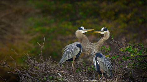 Great Blue Herons In The Wakodahatchee Wetlands Delray