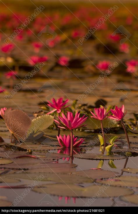 Thailand Isan Udon Thani Kumphawapi Lotus Lake Stockfoto 21681021