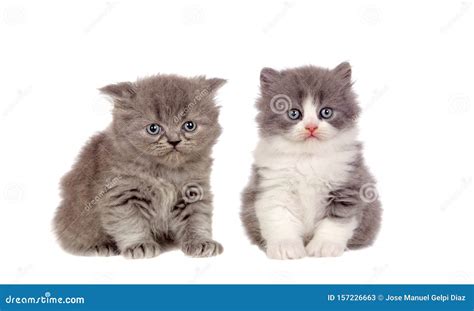 Two Funny Grey Cats Lookin Up At Camera Stock Image Image Of