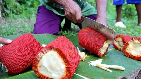Manfaat Buah Merah Papua Bisa Mencegah Kanker