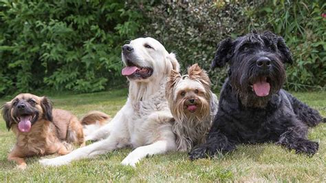 George sensed he had done something wrong. Boarding | A Box of Barks Resort & Daycare