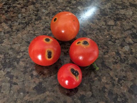 ᐈ Debería preocuparse por las manchas negras en los tomates arquitecturaXbarcelona