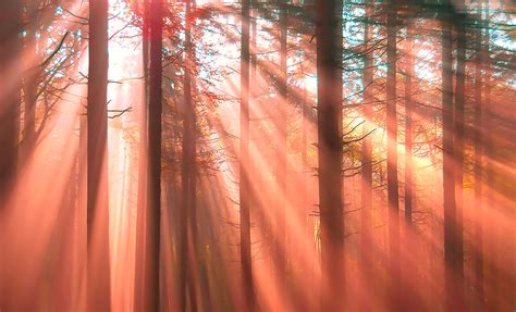 Sunburst Sun Rays Forest Mist Canvas Print Wall Art
