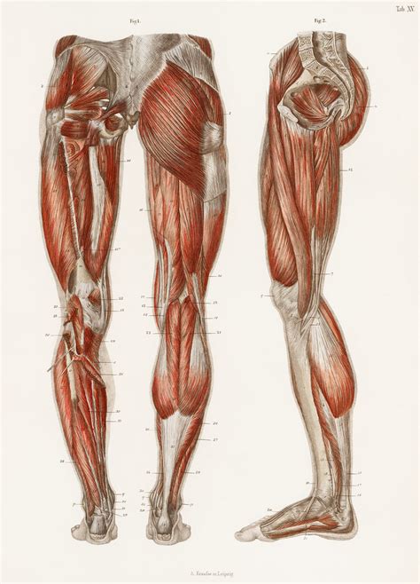 Anatomical name for shoulder blade? An antique illustration of the muscles of the legs and fee ...