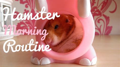 Hamster Morning Routine How To Care For Your Hamster During The Day