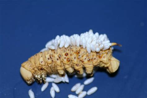 When you notice tomato worms struggling about with a burden of tiny cocoons or mummified aphid carcasses where aphids once swarmed, you'll know when a parasitic wasp lays eggs in a hornworm caterpillar, its life is shortened to about one week, and during much of that time, it is too ill to eat. Evidence