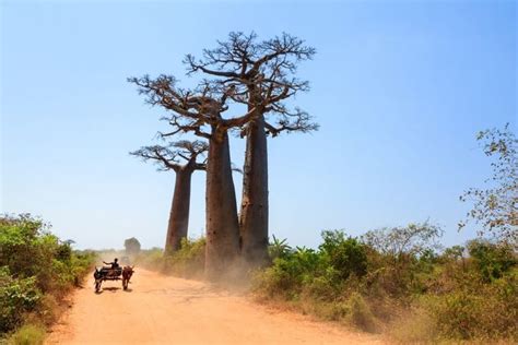 10 Things To Know Before You Travel To Madagascar Madagascar Travel