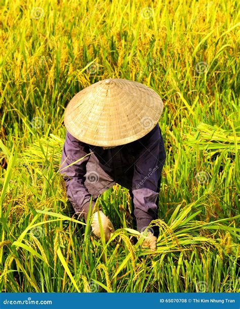 Vietnamese Farmer Harvesting Rice On Field Stock Photo Image Of Field