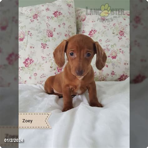 Zoey Dachshund Miniature Puppy For Sale In Sugarcreek Oh Lancaster