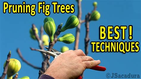 Pruning Fig Trees Best Pruning Techniques For Bigger Fruits And