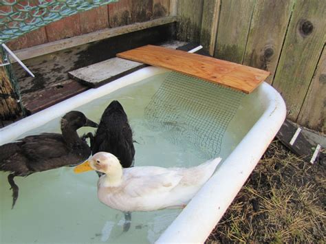 We did not find results for: Duck Pond/pool pictures | Page 16 | BackYard Chickens