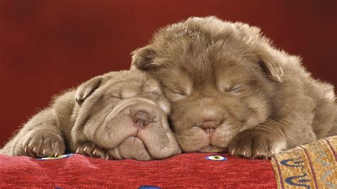 Sharpei Puppies Sleeping On The Red Carpet Wallpapers And Images
