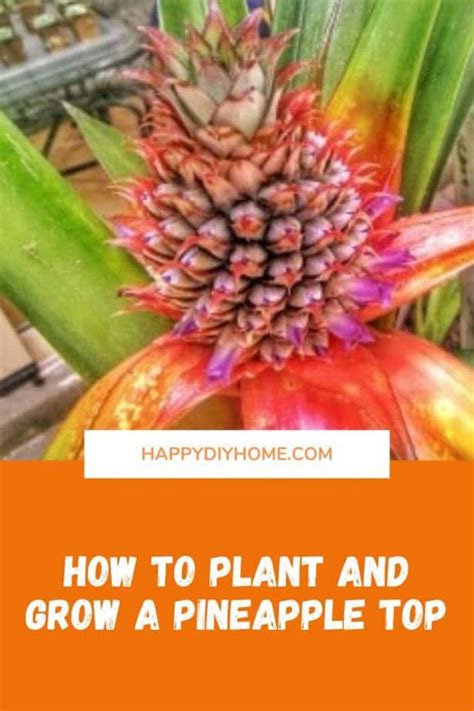 How To Grow A Pineapple Top At Home