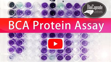 How To Perform Protein Quantification By Bca Assay Easy Steps Youtube