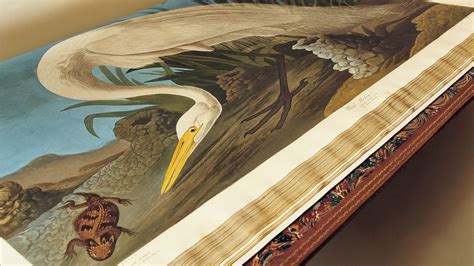 Vintage American White Pelican Illustration White Pelican Art Print