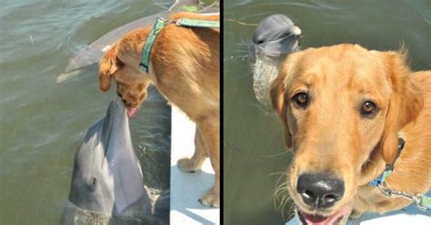Dolphin Waits For A Cute Doggy Kiss From His Golden Retriever Friend