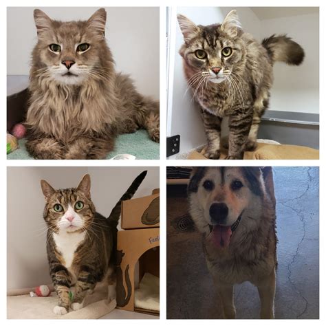 Bc Spca Seeks To Reunite Strays Found During Wildfires With Their