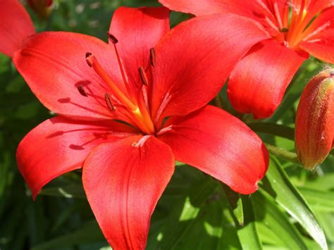 We did not find results for: wallpapers: My Asiatic Lily Flowers