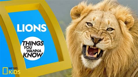 Cool Facts About Lions Things You Wanna Know Youtube