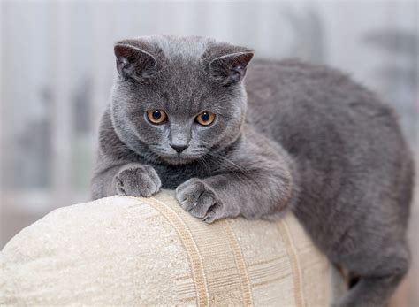 Grey British Shorthair Laying Down The British Shorthair Is One Of