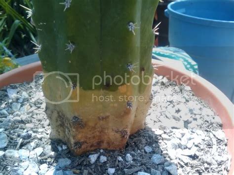 This cactus is also known as pachanoi, achuma / huachuma, aguacolla, gigantón, el remedio, cactus of the four winds. Discoloration and Oozing Spots on San Pedro, help please ...