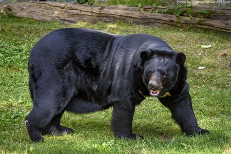 Asiatic Black Bears Domain Of The Bears