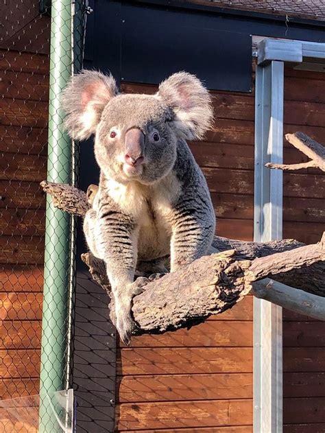 Koalas Have Returned To The Kansas City Zoo In Missouri But Only Briefly